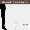 Grüne Pflanze mit einer maximalen Wuchshöhe von 40 cm