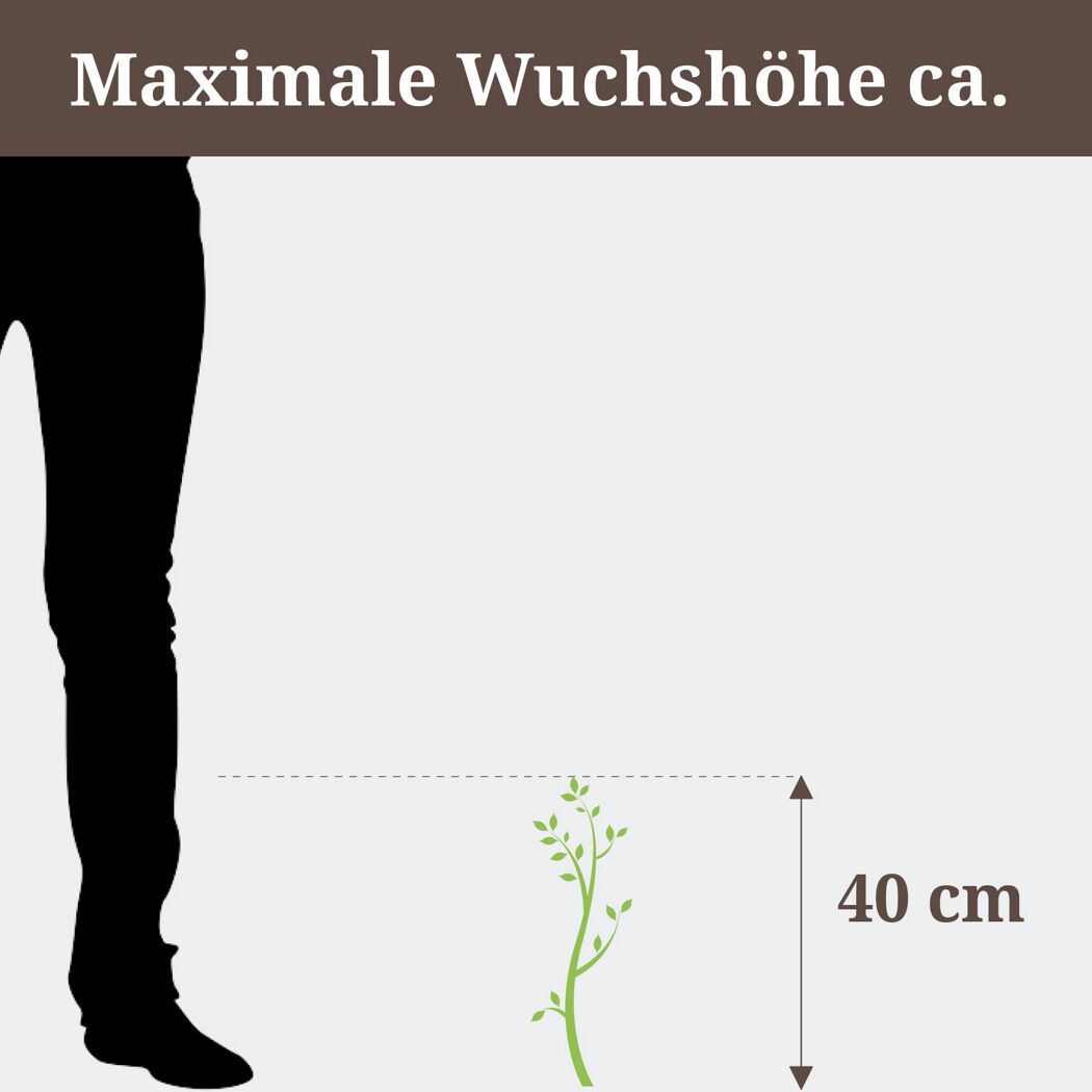 Grüne Pflanze mit einer maximalen Wuchshöhe von 40 cm