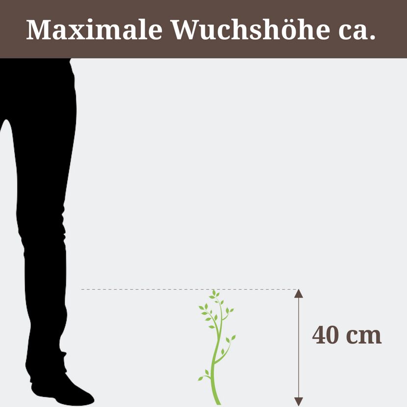 Grüne Pflanze mit einer maximalen Wuchshöhe von 40 cm