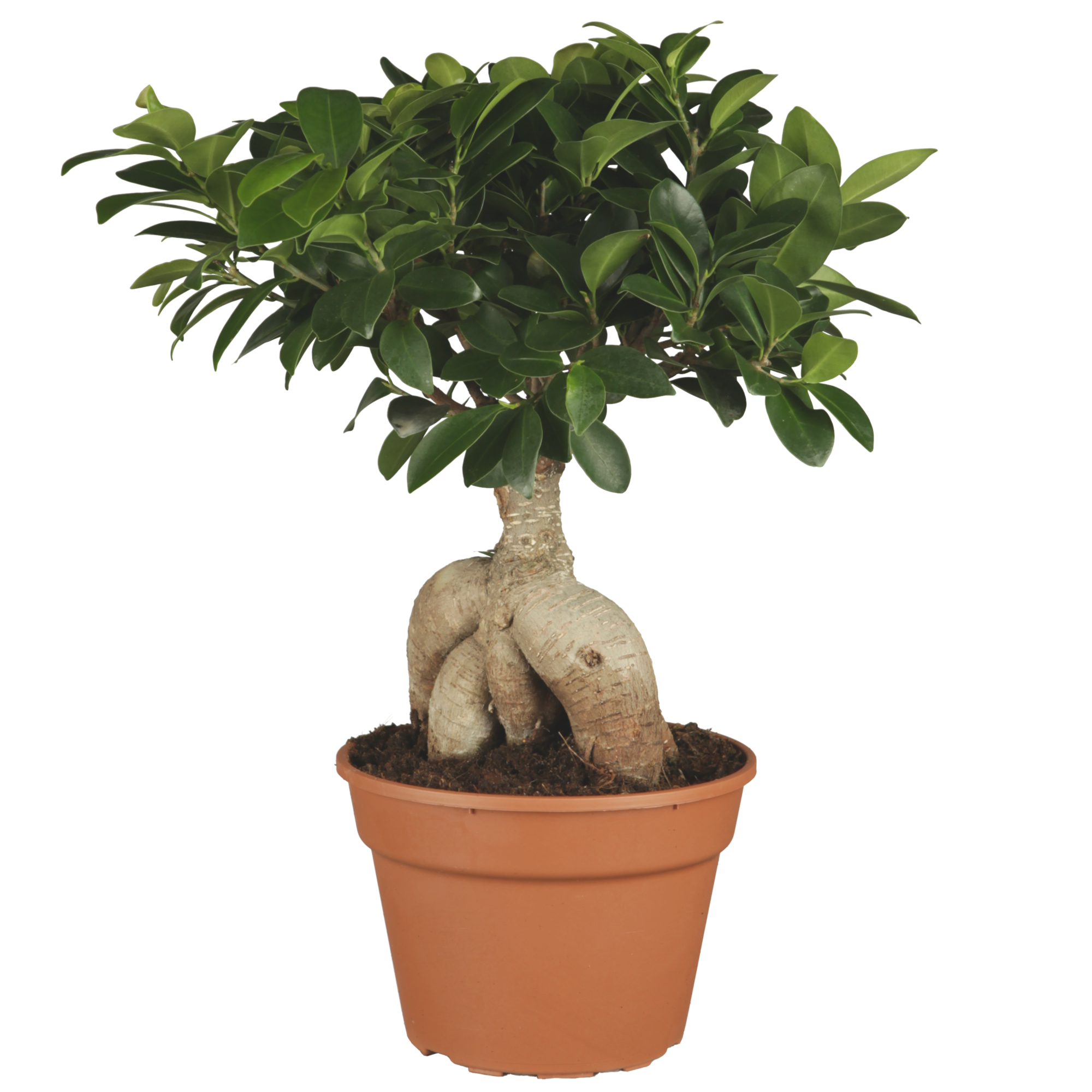 Zimmerbonsai Ficus Ginseng 17 cm Topf + product picture