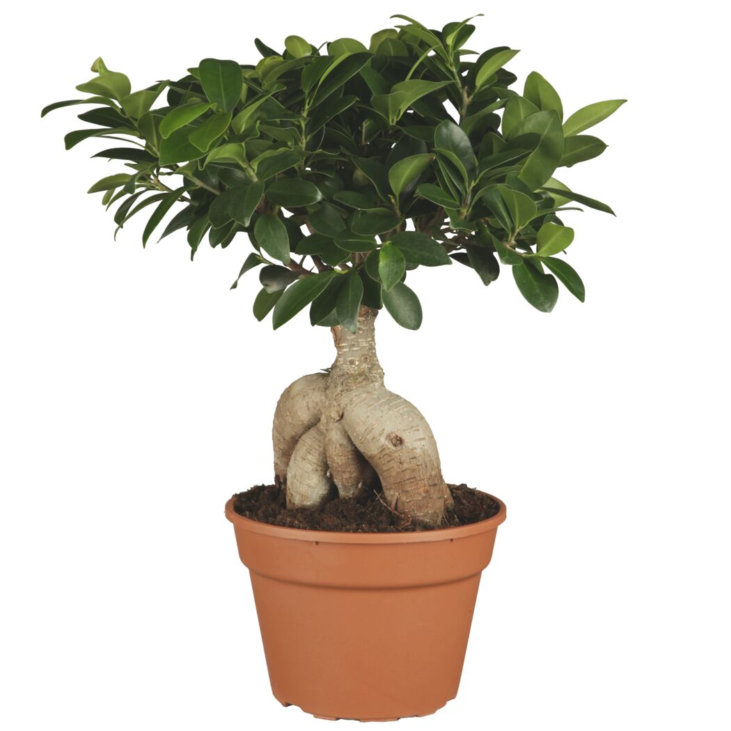Zimmerbonsai Ficus Ginseng 17 cm Topf