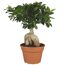 Zimmerbonsai Ficus Ginseng 17 cm Topf