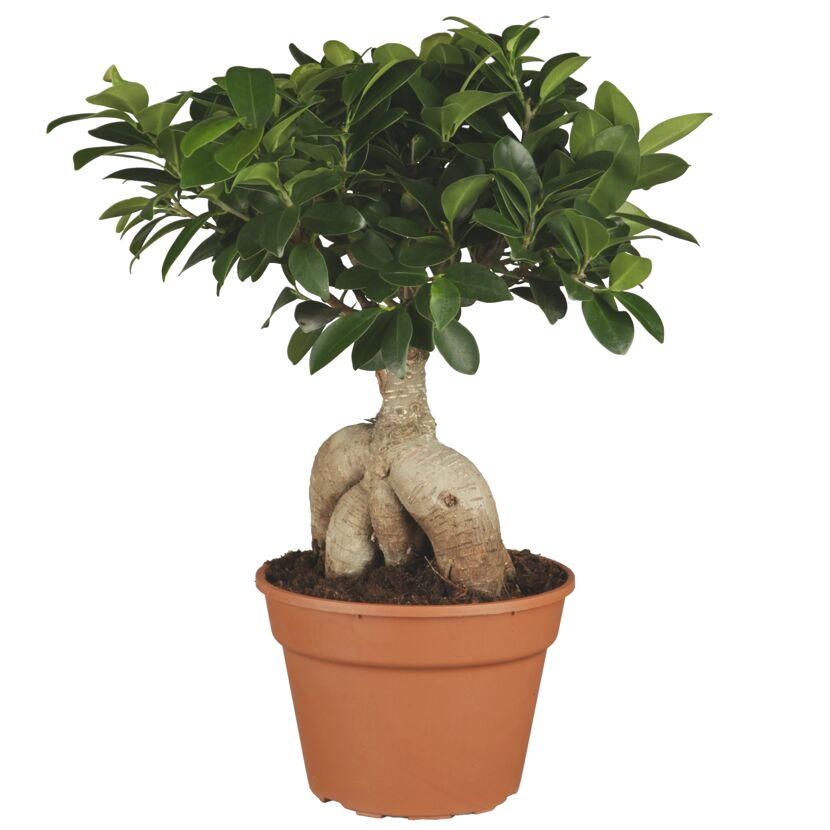 Zimmerbonsai Ficus Ginseng 17 cm Topf