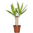 Yucca Palme im Topf