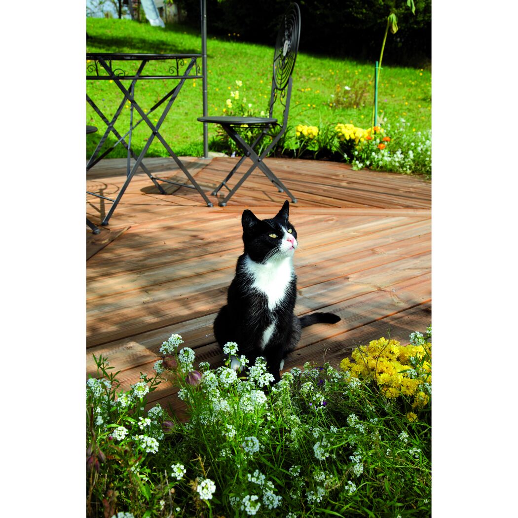 Schwarze Katze mit weißem Brustfell auf Holzterrasse