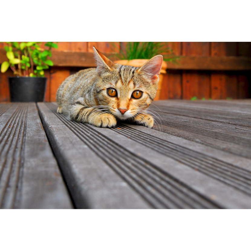 Getigerte Katze liegt auf Holzdielen.