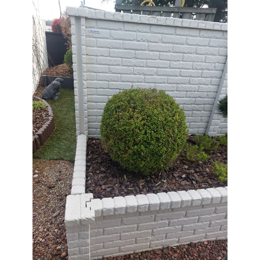 Weißer Gartenzaun mit Buchskugel