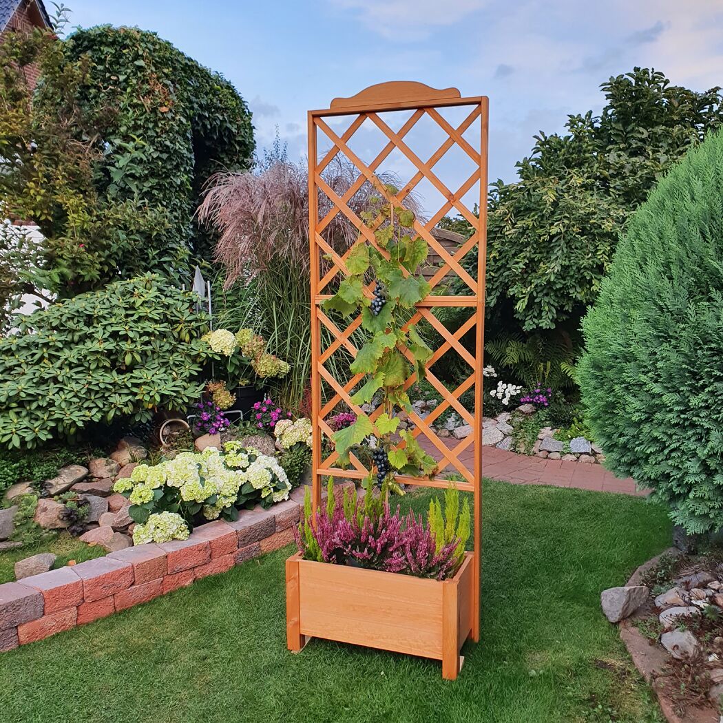 Rankgitter aus Holz mit Weinreben im Garten