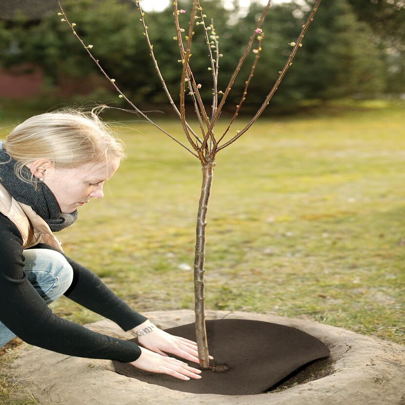 Person pflanzt einen kleinen Baum ein.