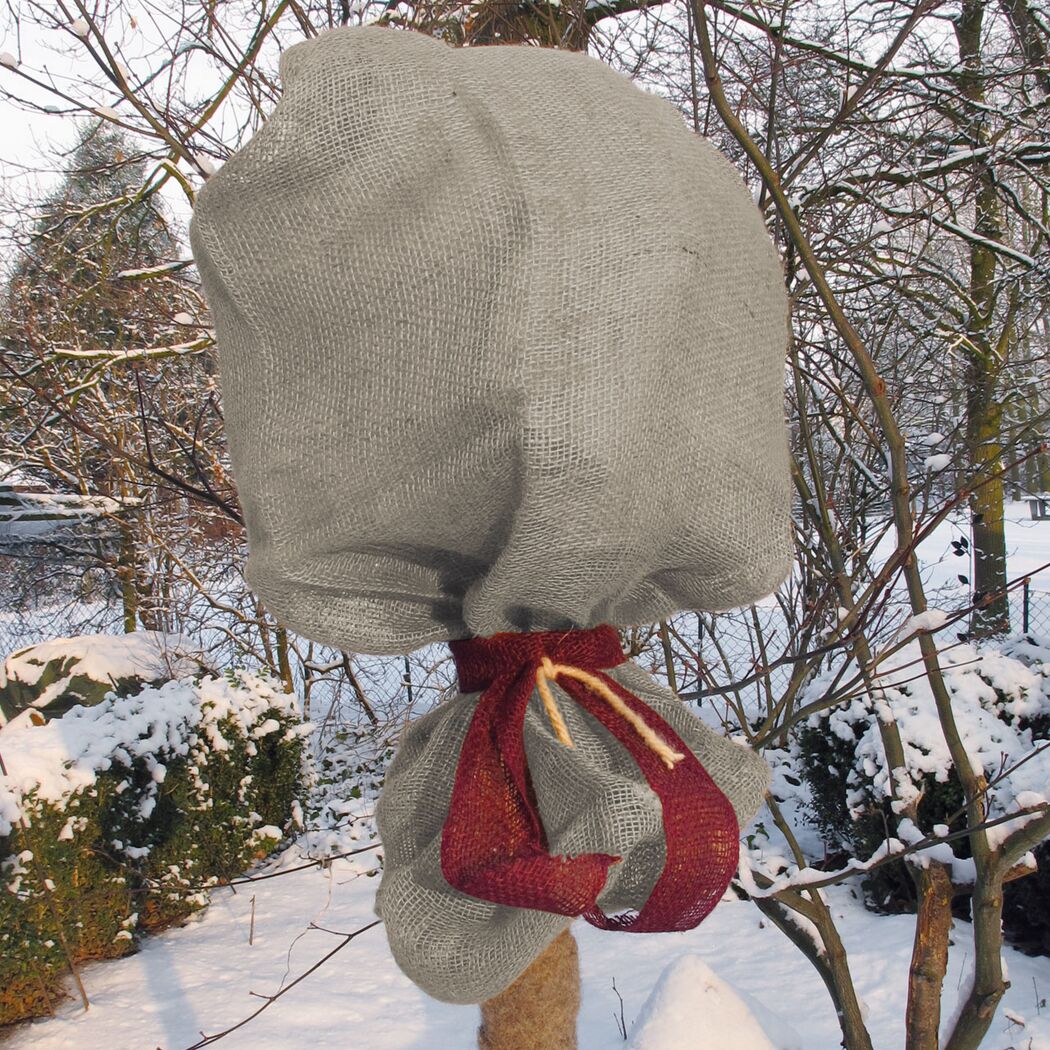 Winterschutz für Pflanze mit Jutesack