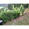 Zaunpfosten im Garten