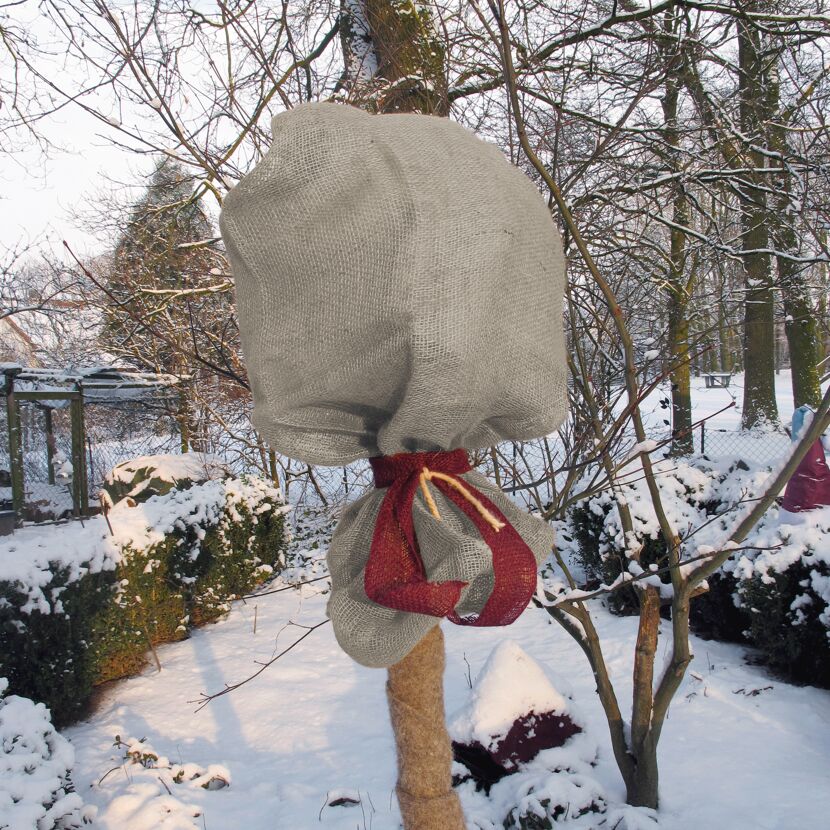 Winterschutz für Baum mit Jutesack