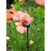 Blühender Mohn mit grüner Stütze