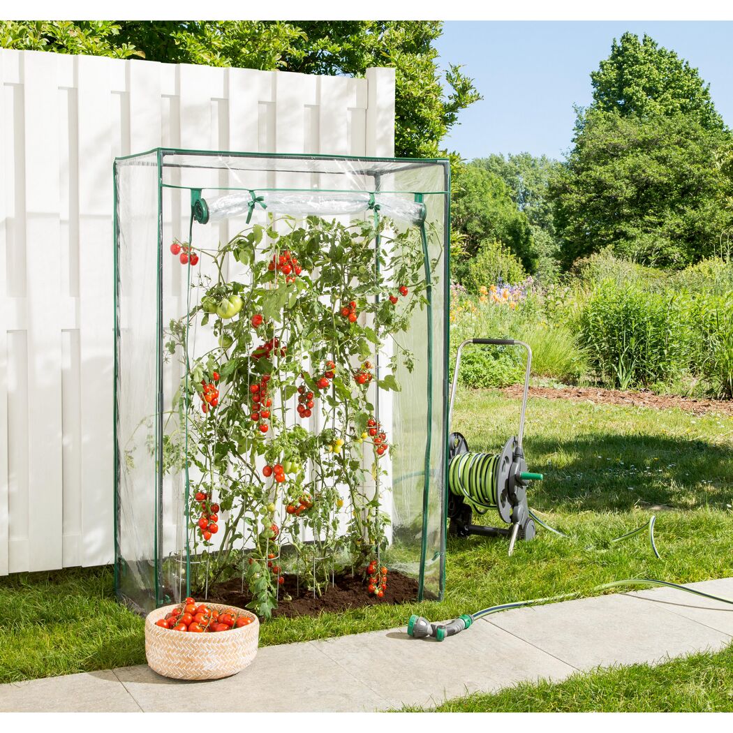 Tomaten im Tomatengewächshaus