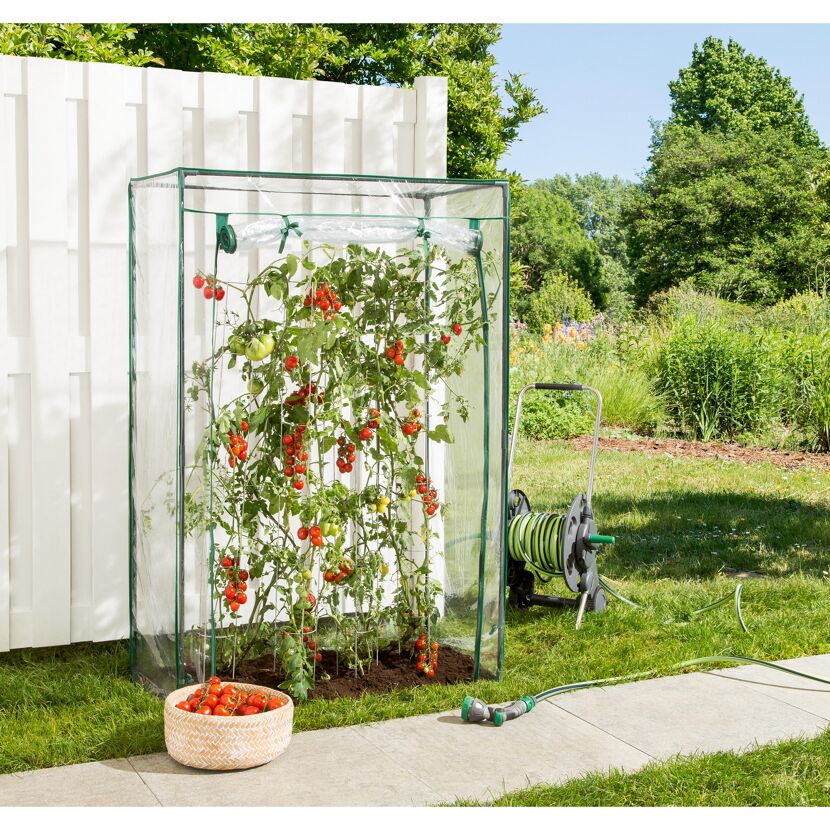 Tomaten im Tomatengewächshaus