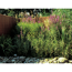 Verkleinertes Bild von Weidenmatte 'Provence' braun 180 x 300 cm