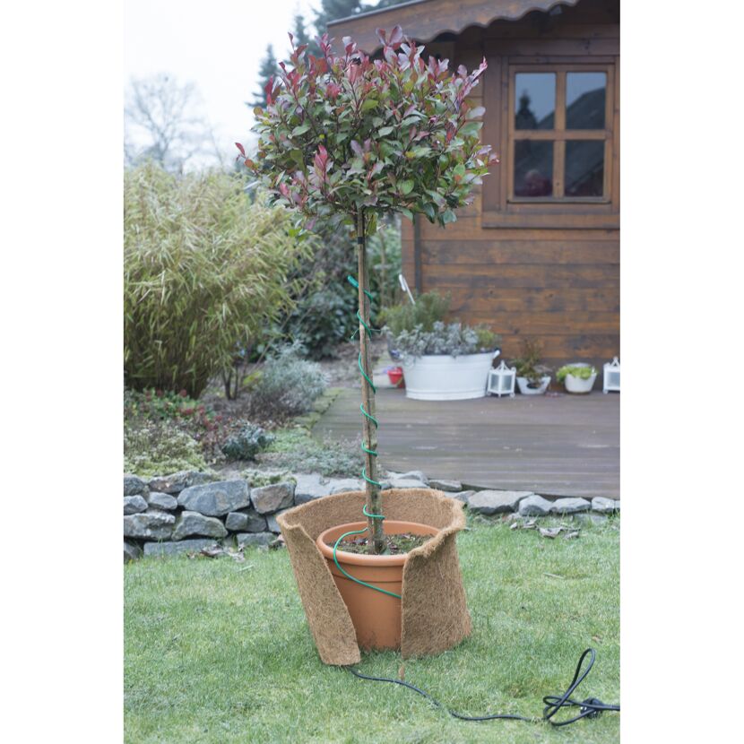 Eingetopfter Baum mit Heizkabel