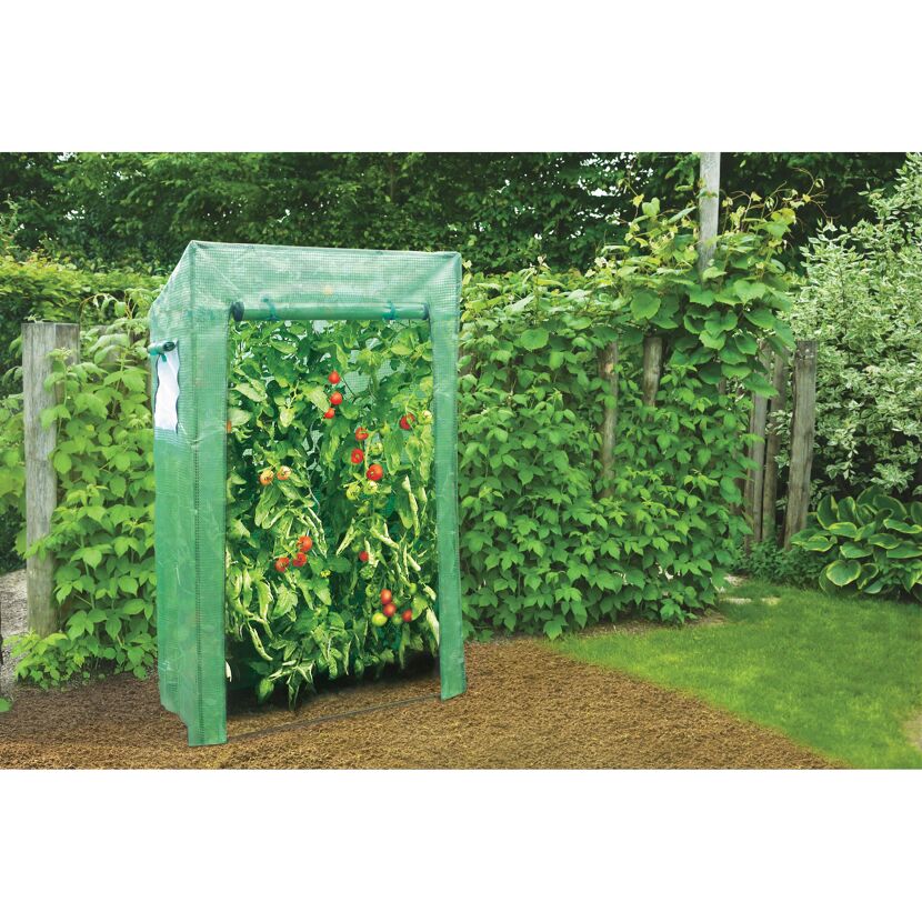 Tomaten im Tomatenhaus