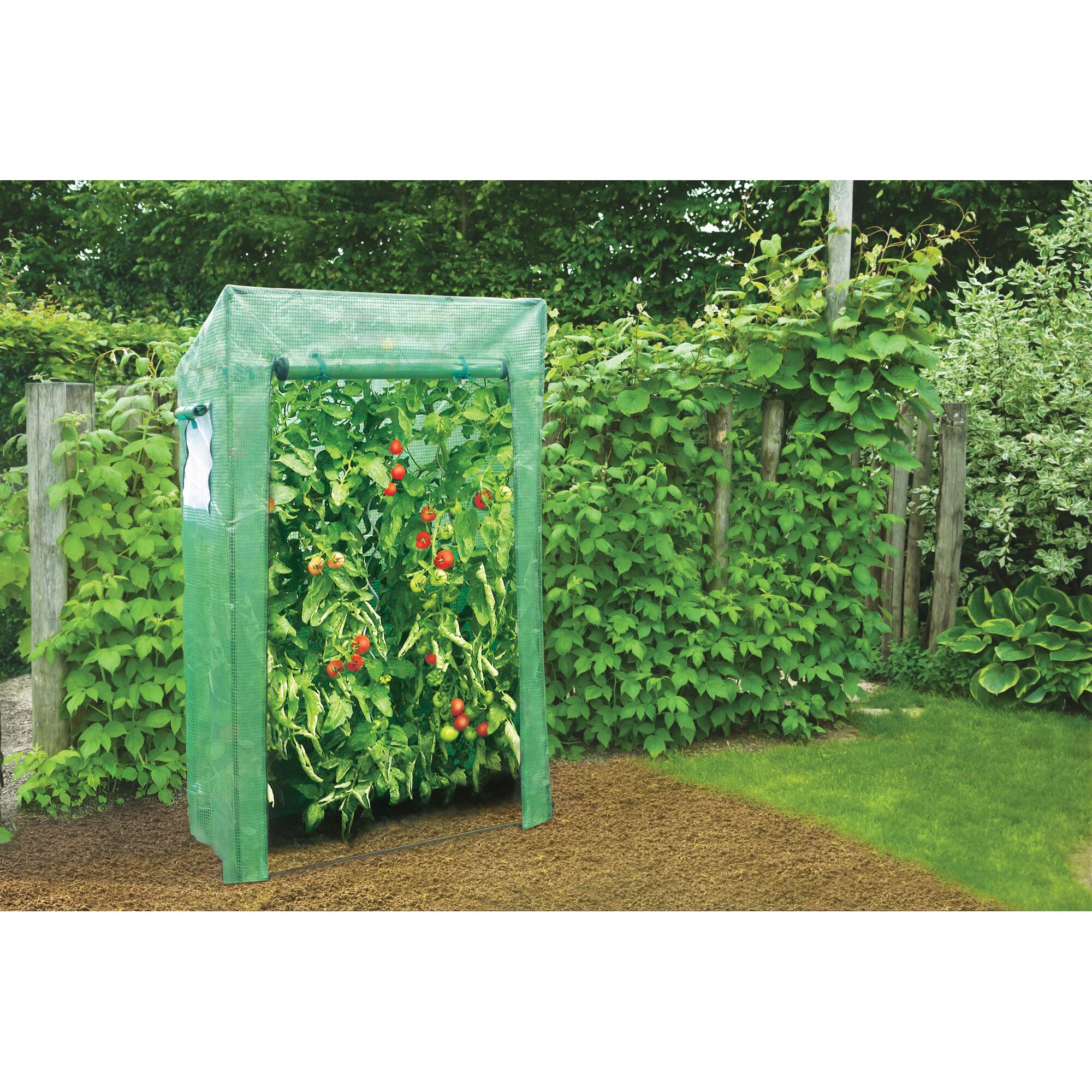 Tomaten im Tomatenhaus