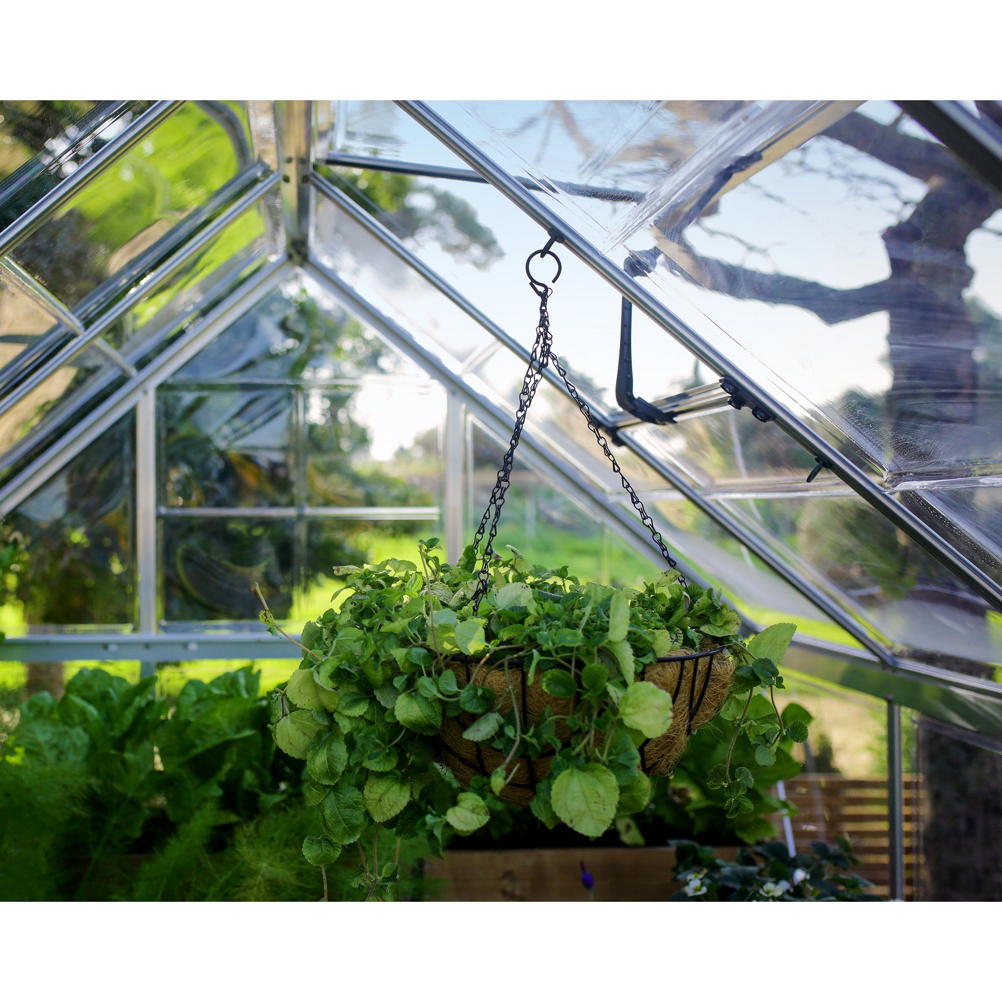 Pflanzenaufhänger für Gewächshaus grün 10er-Pack