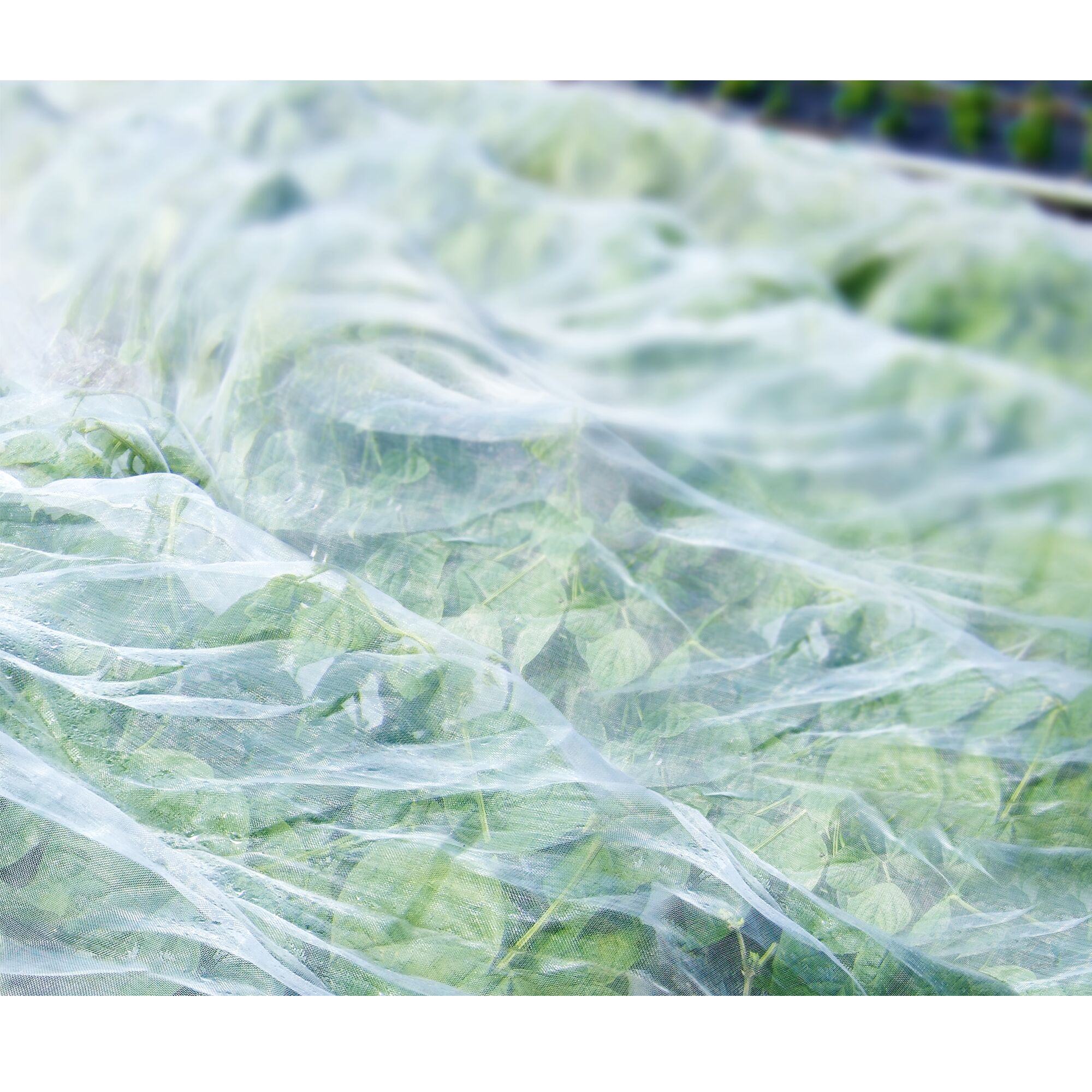 Grünpflanzen unter einem Insektenschutznetz