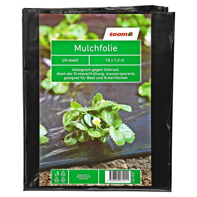 Schwarze Mulchfolie mit Erdbeerpflanze