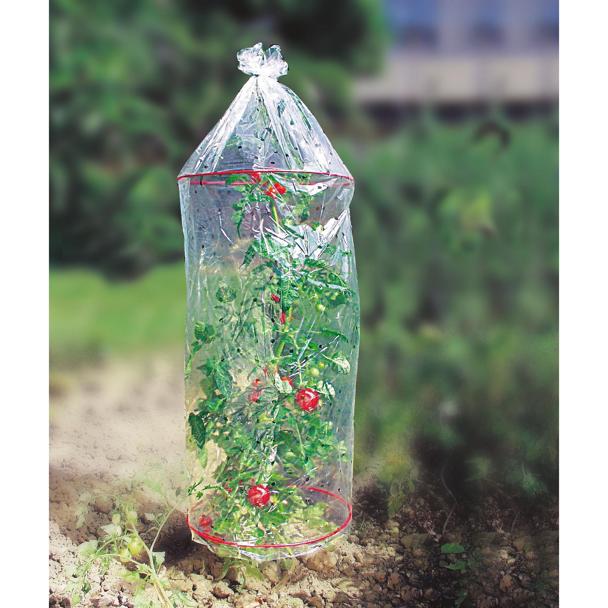 Tomatenpflanze mit Tomatenhaube