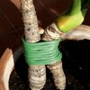 Zusammengebundene Pflanzenstängel mit grünem Schaumbindedraht