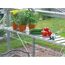 Tomaten, Gurken und Topfpflanzen auf einem Wandregal im Gewächshaus