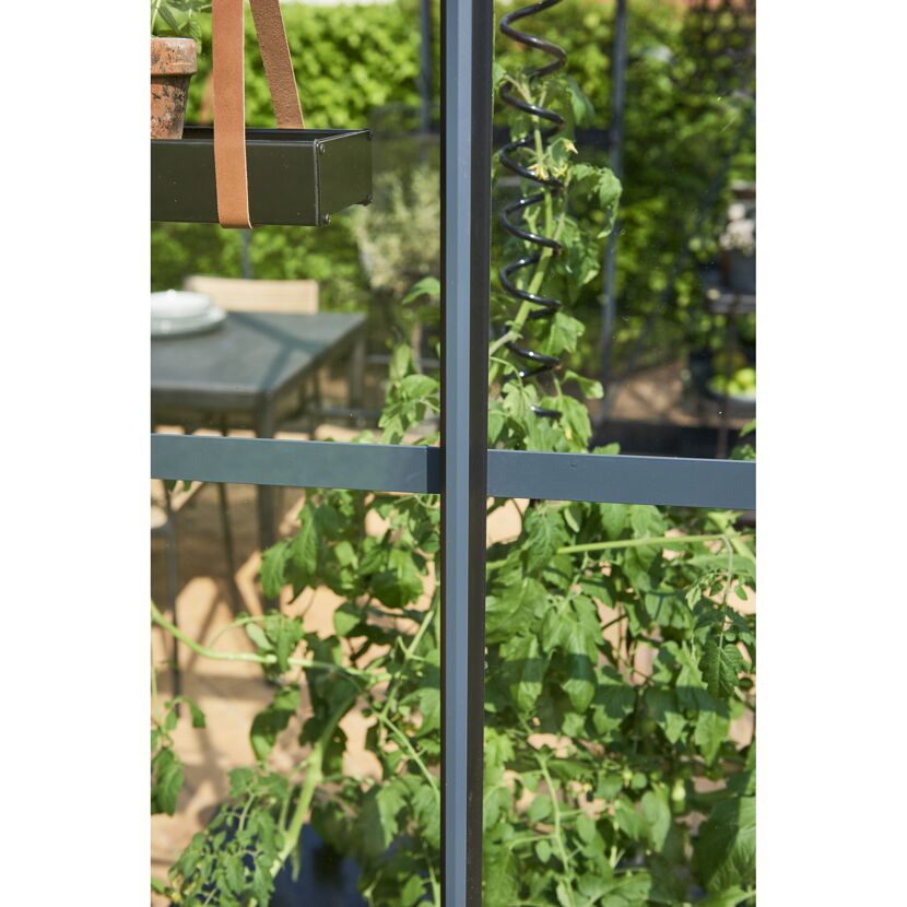 Gewächshaus mit Tomatenpflanze und Hängetablett