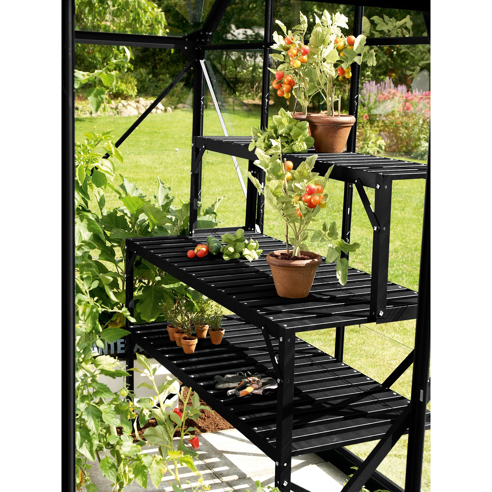 Gewächshaus mit schwarzen Regalen und Tomatenpflanzen