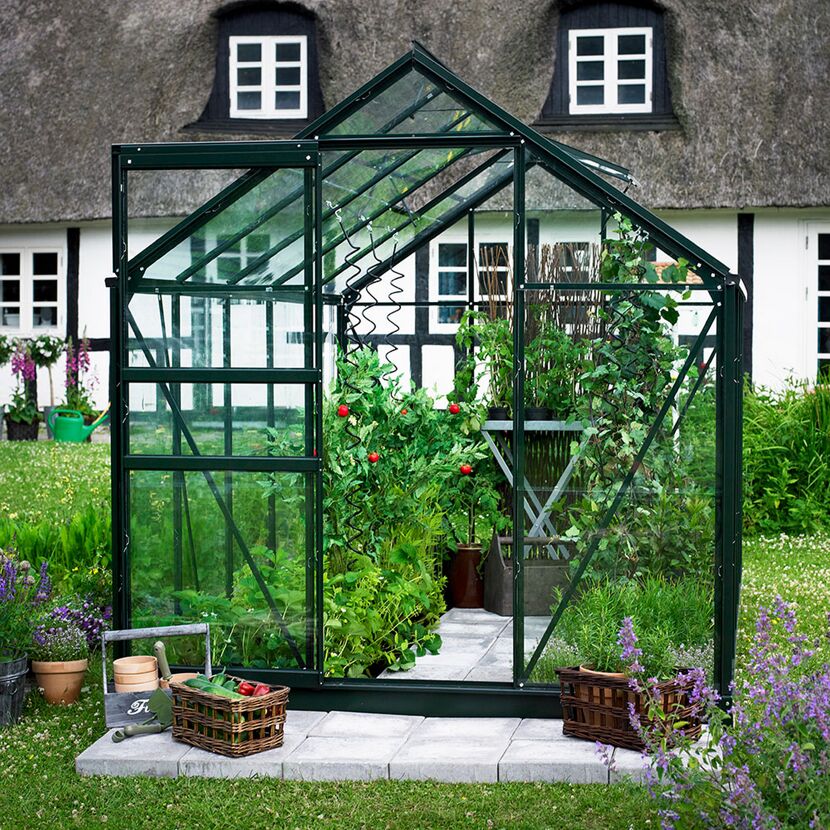 Gewächshaus mit Tomatenpflanzen und Gemüse