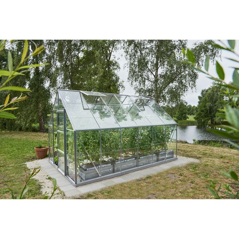 Gewächshaus mit Tomatenpflanzen im Garten