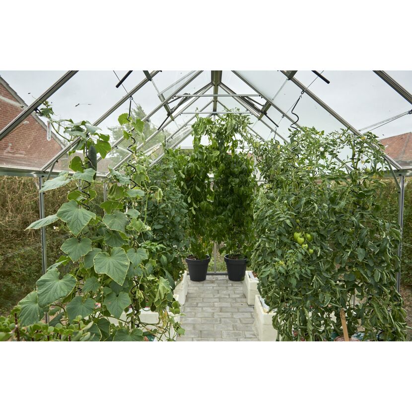 Gewächshaus mit Tomaten- und Gurkenpflanzen
