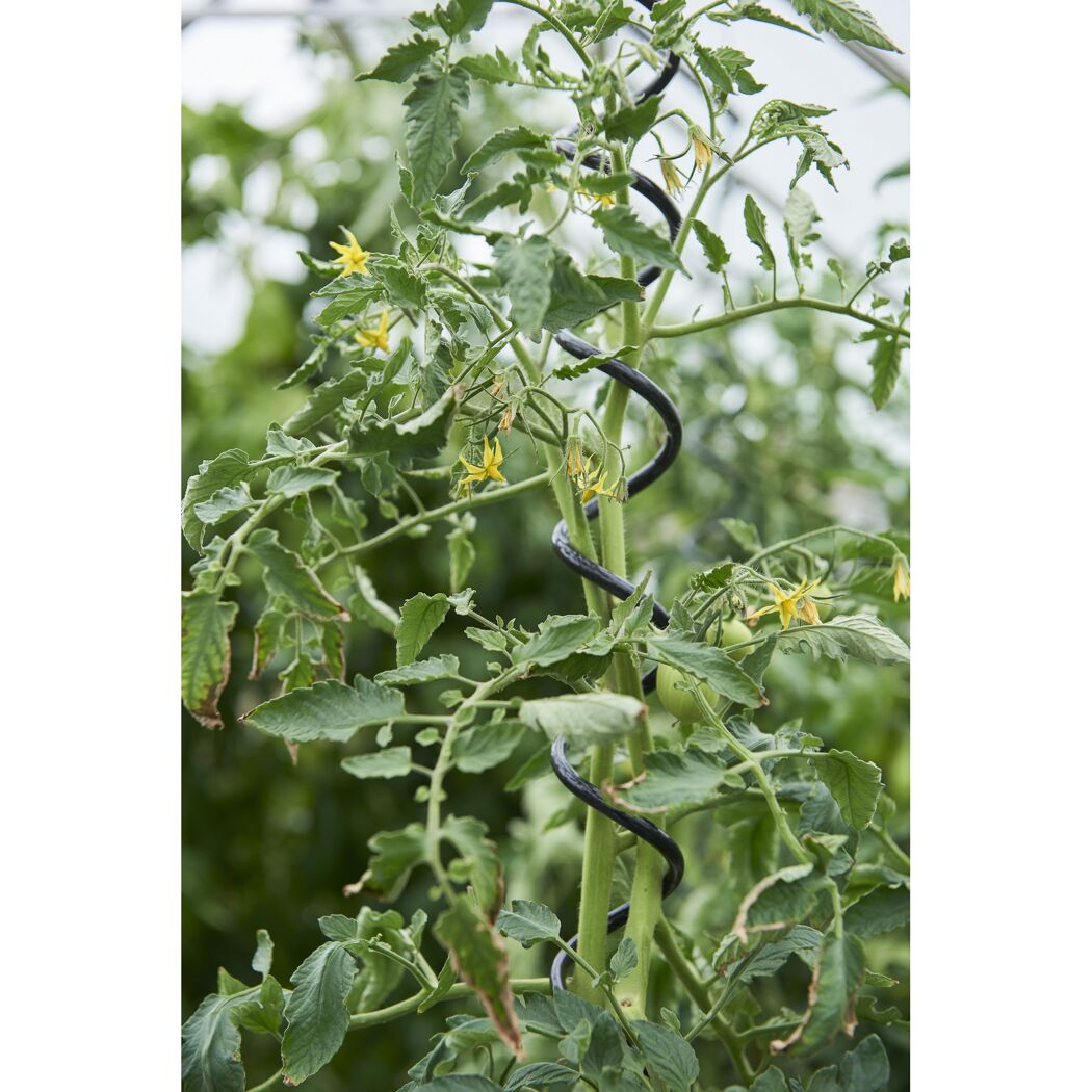 Tomatenpflanze mit Spiralstab