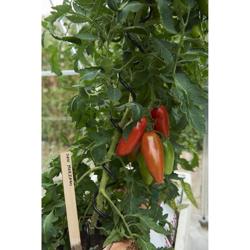 Tomatenpflanze San Marzano mit reifen und grünen Tomaten.