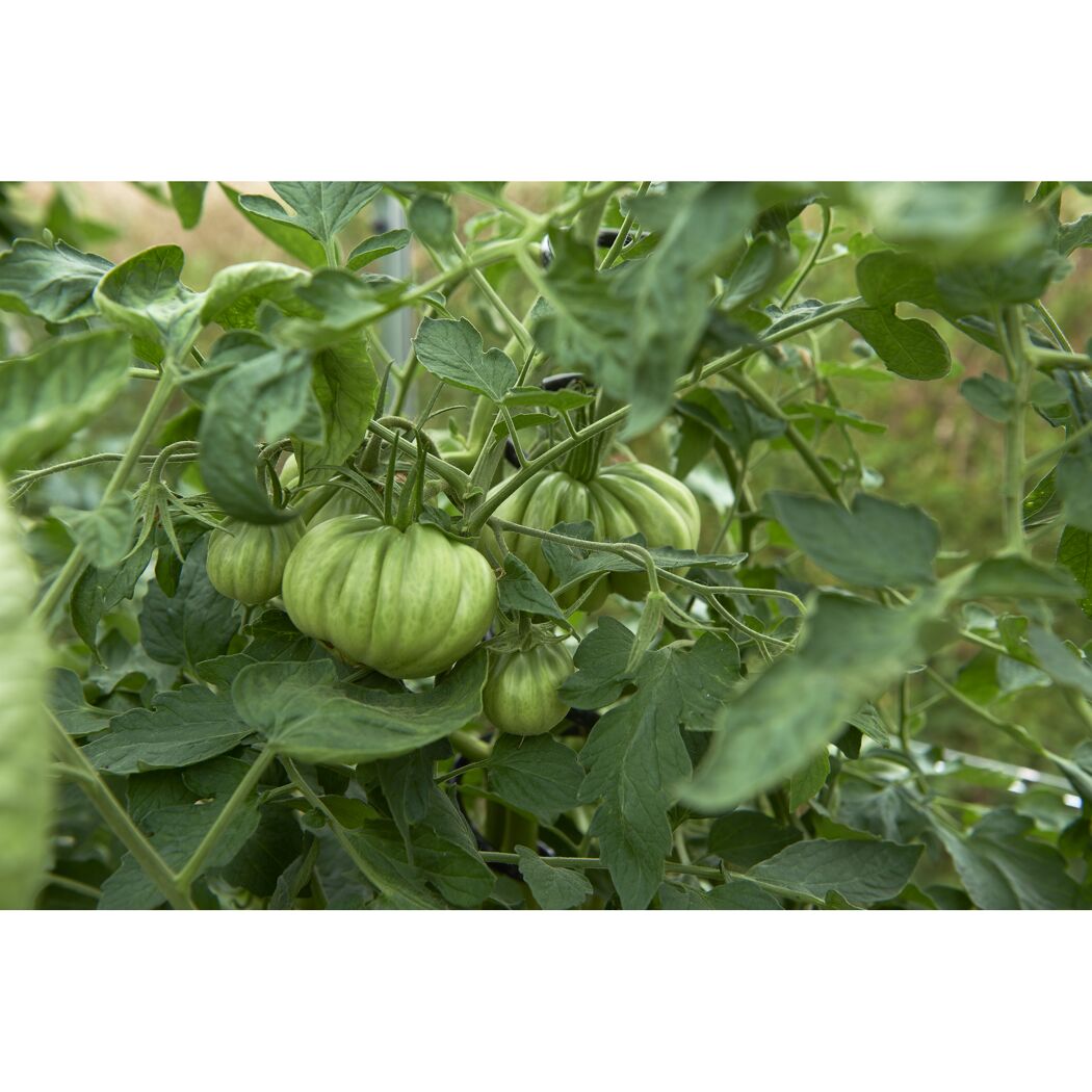Grüne Tomaten an der Pflanze