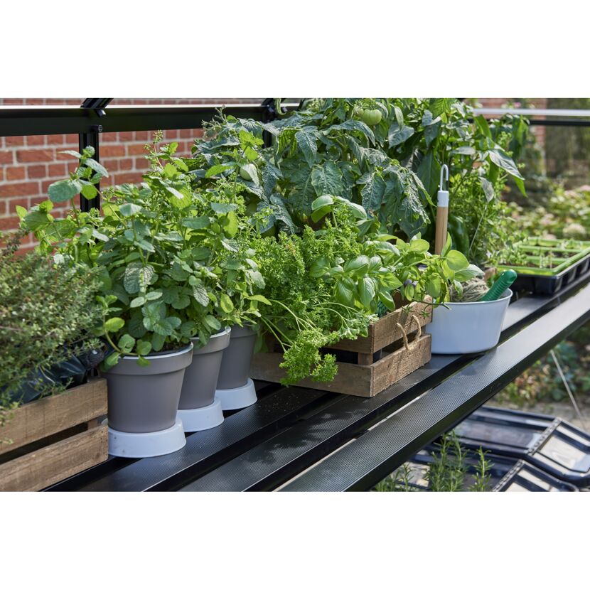 Kräuter und Tomatenpflanzen im Gewächshaus