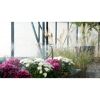 Bewässerungssystem bewässert Blumen im Gewächshaus