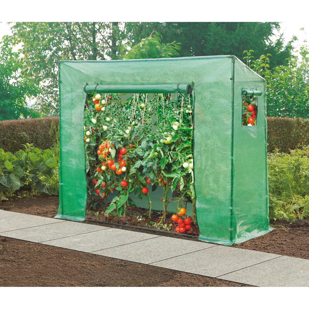 Tomaten im Tomatenhaus