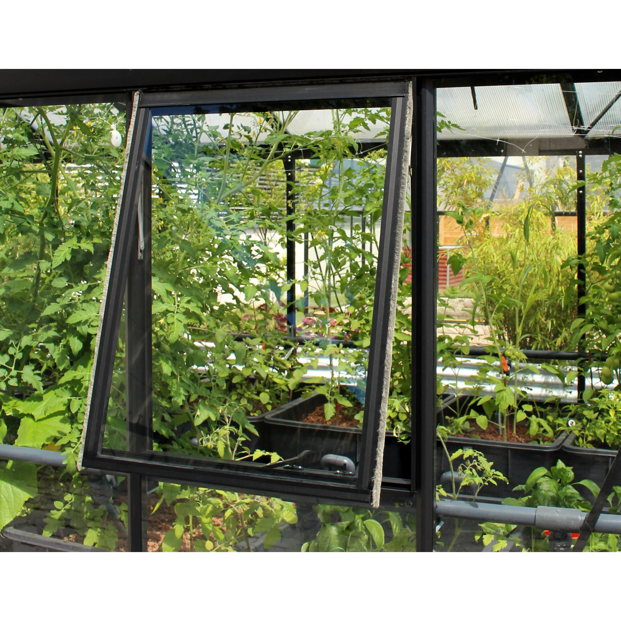 Geöffnetes Seitenfenster eines Gewächshauses