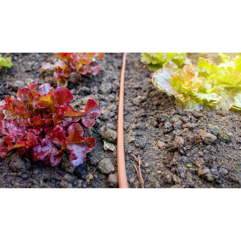 Junger Salat im Beet mit Bewässerungsschlauch