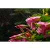 Rosa Blüten mit Regentropfen