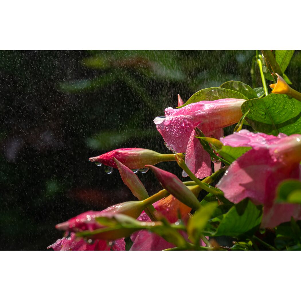 Rosa Blüten mit Regentropfen