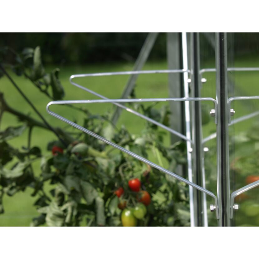 Tomatenpflanze im Gewächshaus mit Regaltraeger