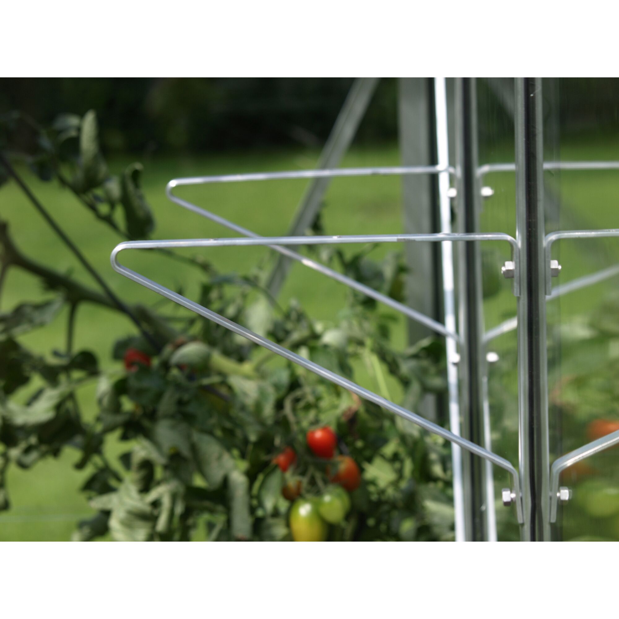 Tomatenpflanze im Gewächshaus mit Regaltraeger