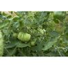 Grüne Tomaten an der Pflanze