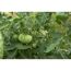Grüne Tomaten an der Pflanze
