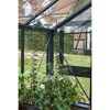 Pflanzenspiralen für Tomatenpflanzen im Gewächshaus