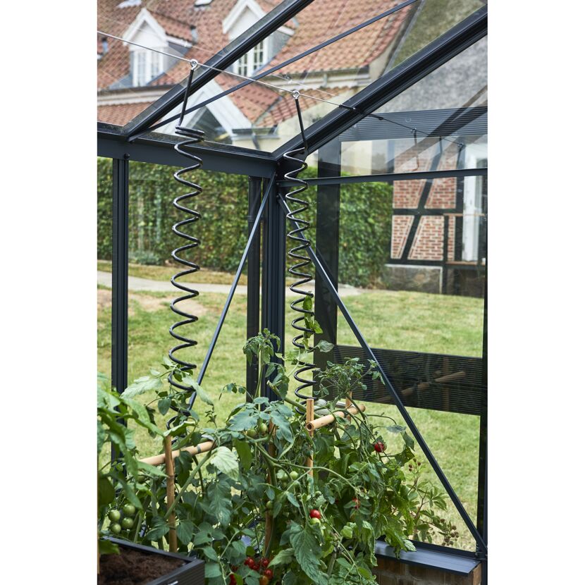 Pflanzenspiralen für Tomatenpflanzen im Gewächshaus